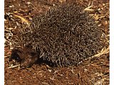 Hedgehogs can live even in deserts. In Zeph.2:14, hedgehogs are said to live among the ruins of Nineveh.